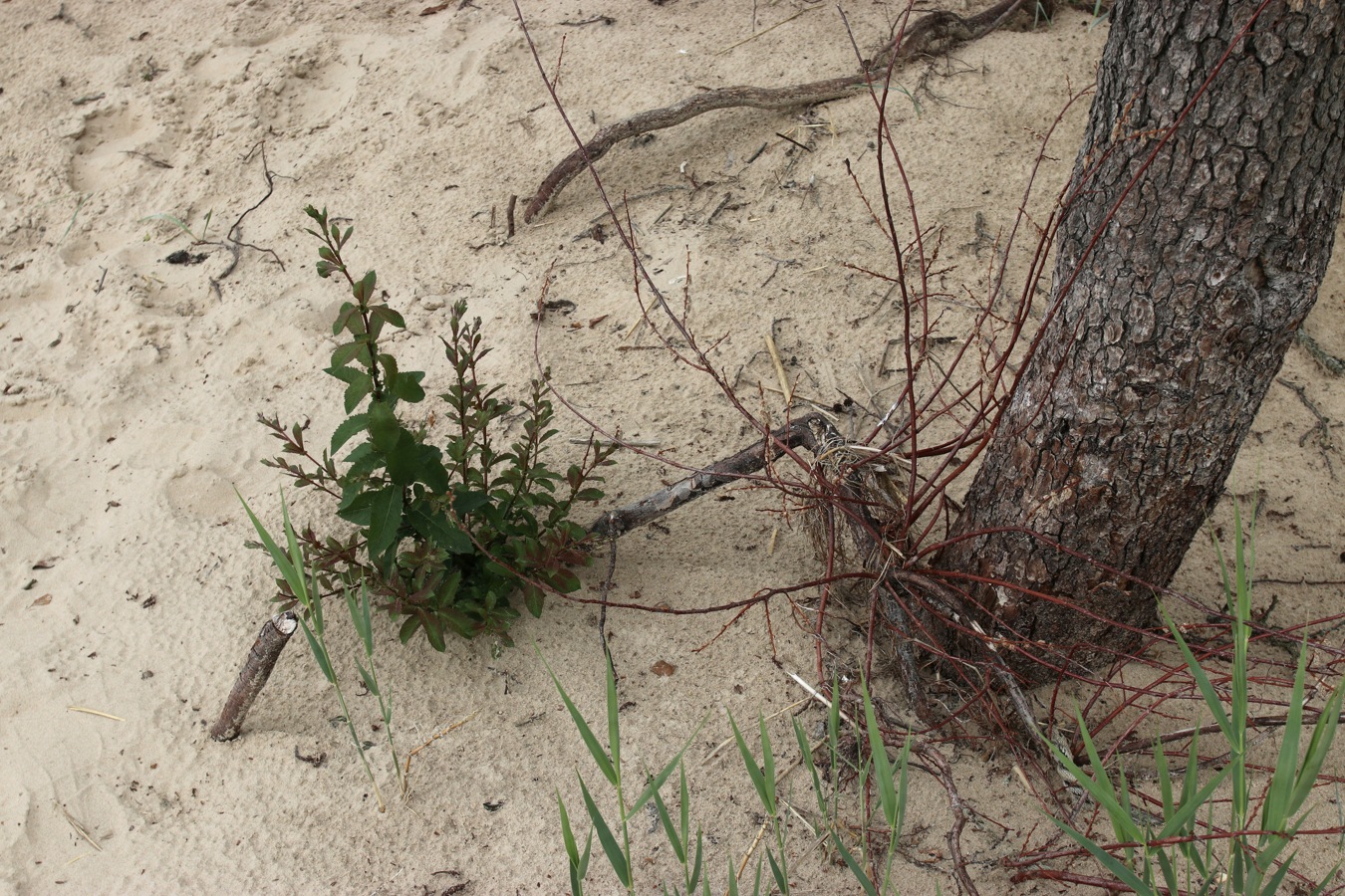 Image of genus Salix specimen.