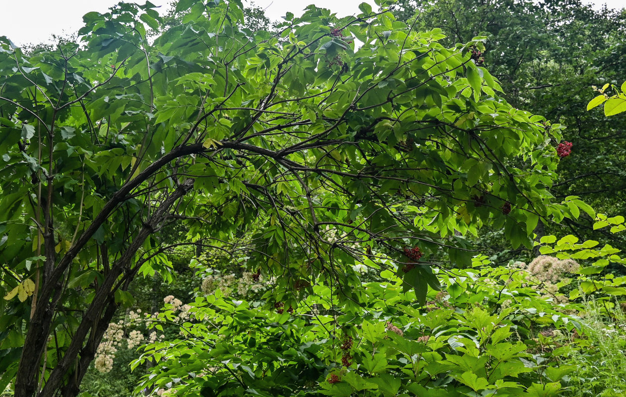 Image of Sambucus miquelii specimen.