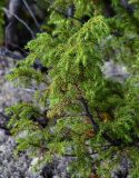 Juniperus sibirica. Верхушка ветви с незрелыми шишкоягодами. Красноярский край, Таймырский Долгано-Ненецкий р-н, плато Путорана, долина р. Иркингда, поросший лишайниками каменистый склон. 24.07.2023.