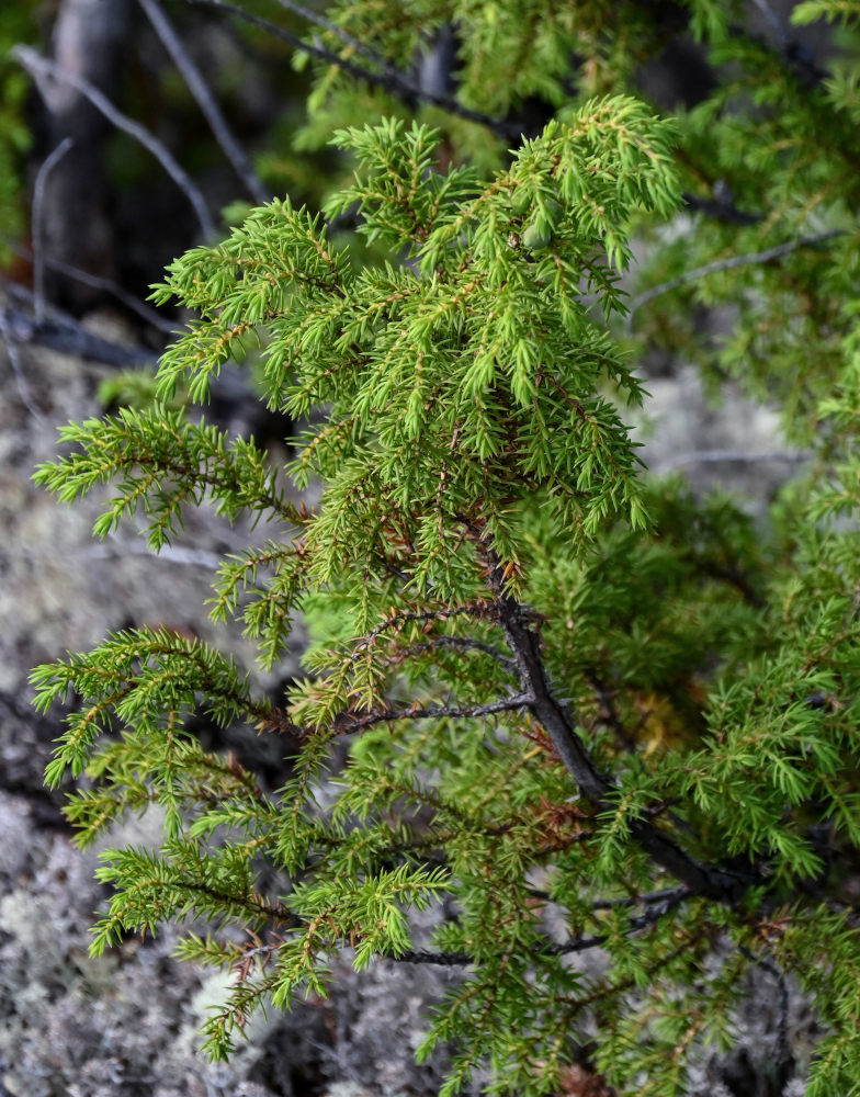 Изображение особи Juniperus sibirica.