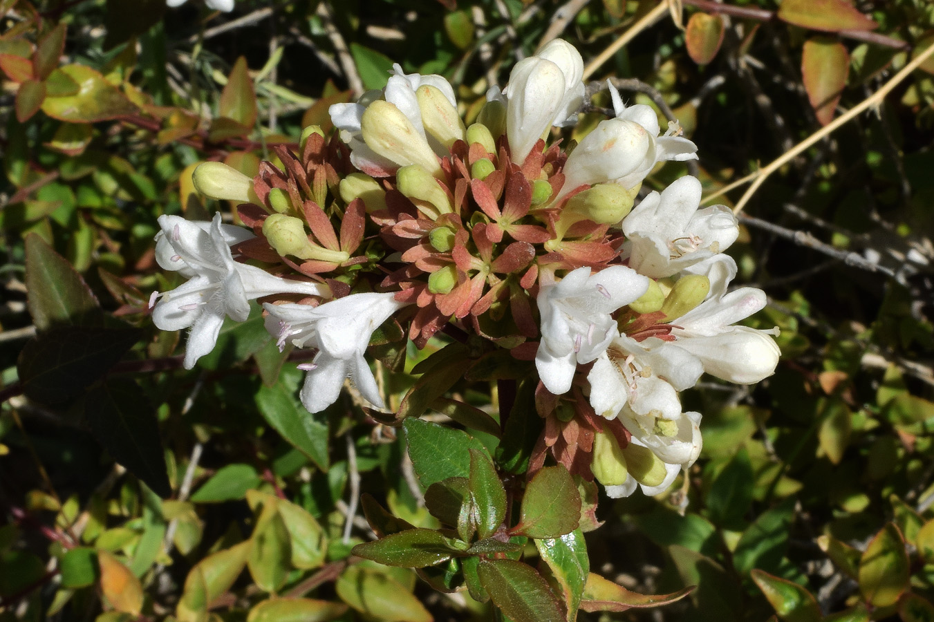 Image of Abelia &times; grandiflora specimen.