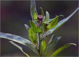 Cirsium setosum