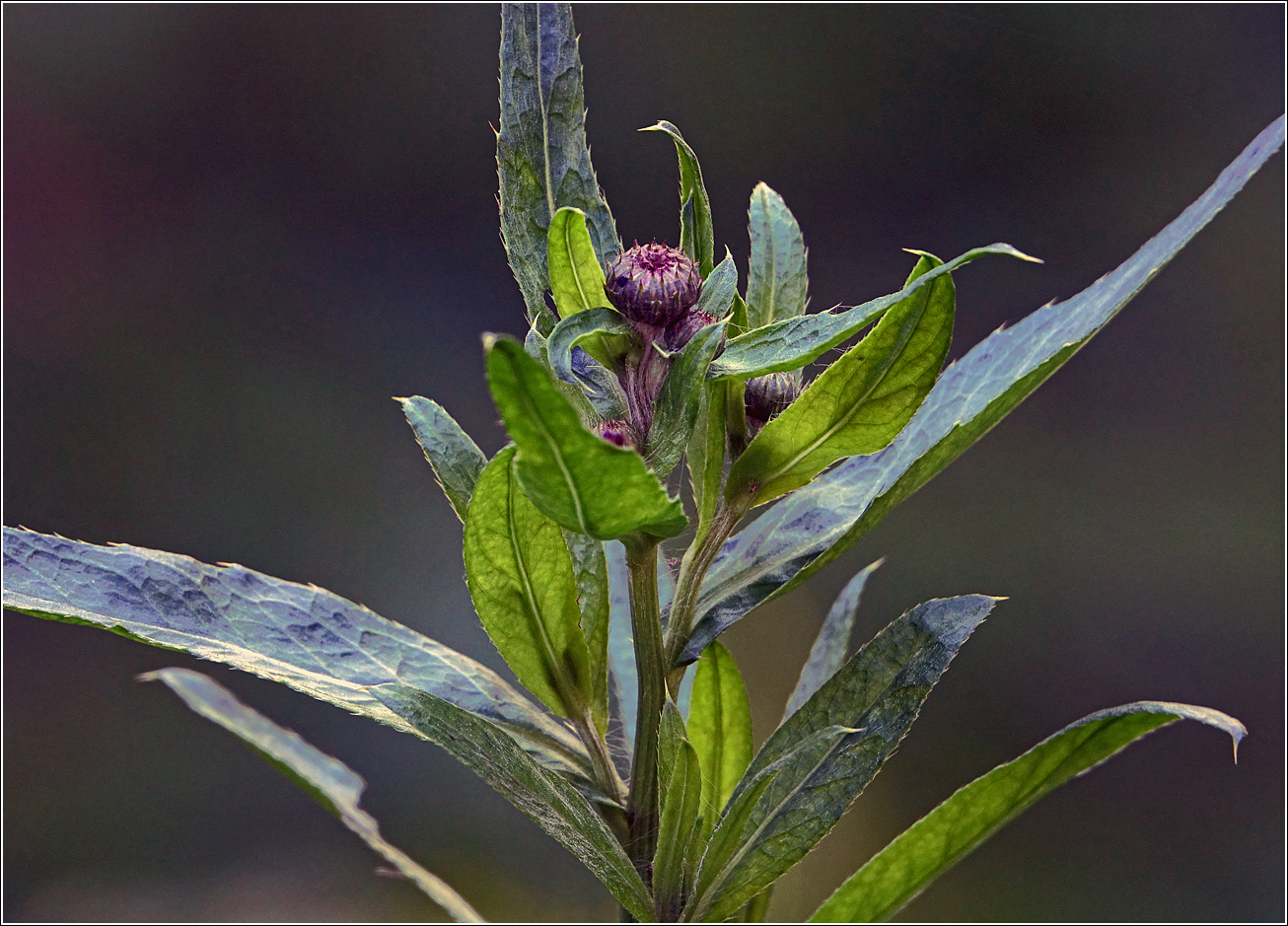 Изображение особи Cirsium setosum.