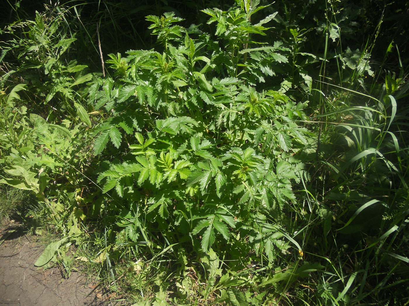 Изображение особи Agrimonia eupatoria.