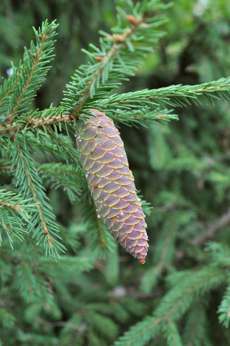 Image of Picea obovata specimen.