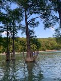 Taxodium distichum