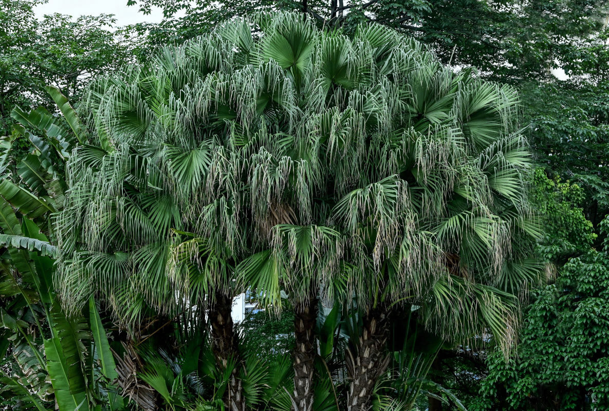 Image of Livistona chinensis specimen.