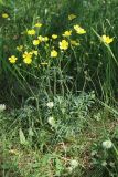 Ranunculus polyanthemos