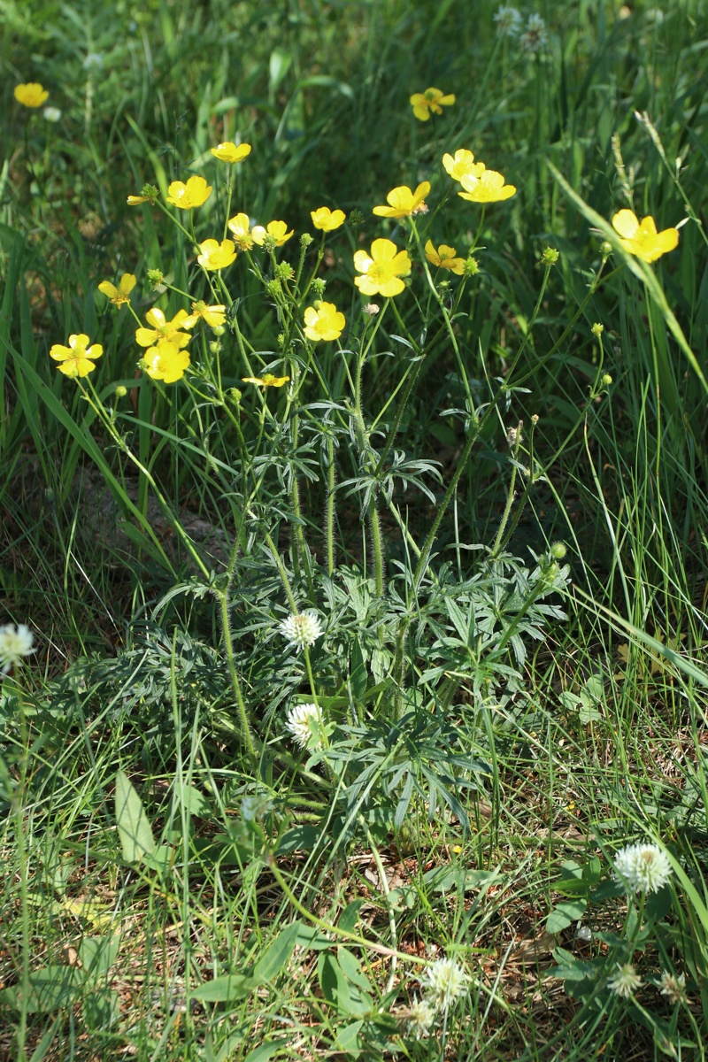 Image of Ranunculus polyanthemos specimen.