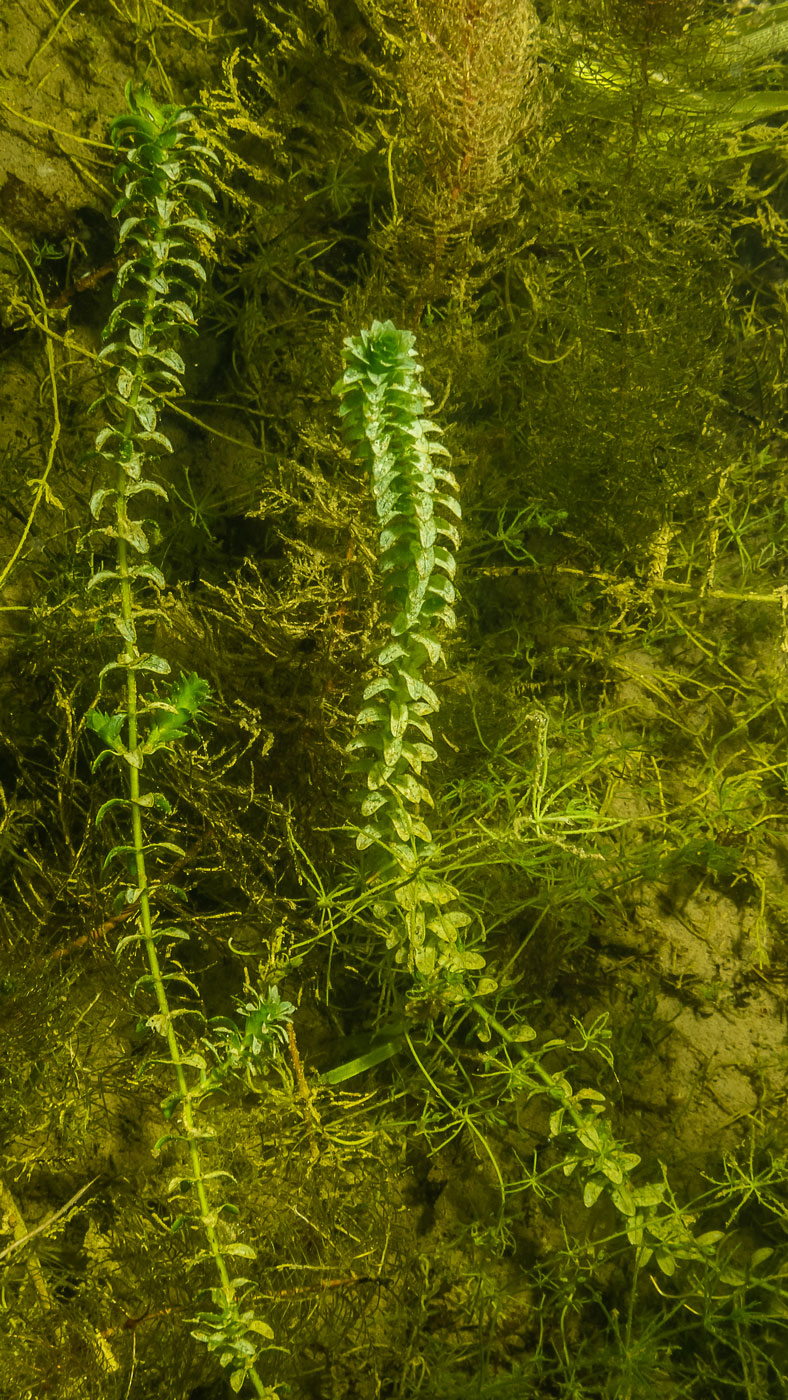 Изображение особи Elodea canadensis.