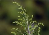 Solidago canadensis. Верхушка побега с бутонирующими соцветиями. Московская обл., Раменский р-н, окр. дер. Хрипань, садовый участок. 09.07.2024.