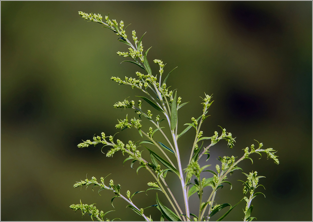 Image of Solidago canadensis specimen.