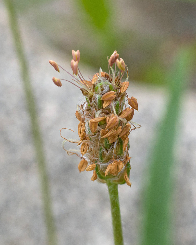 Изображение особи Plantago atrata.