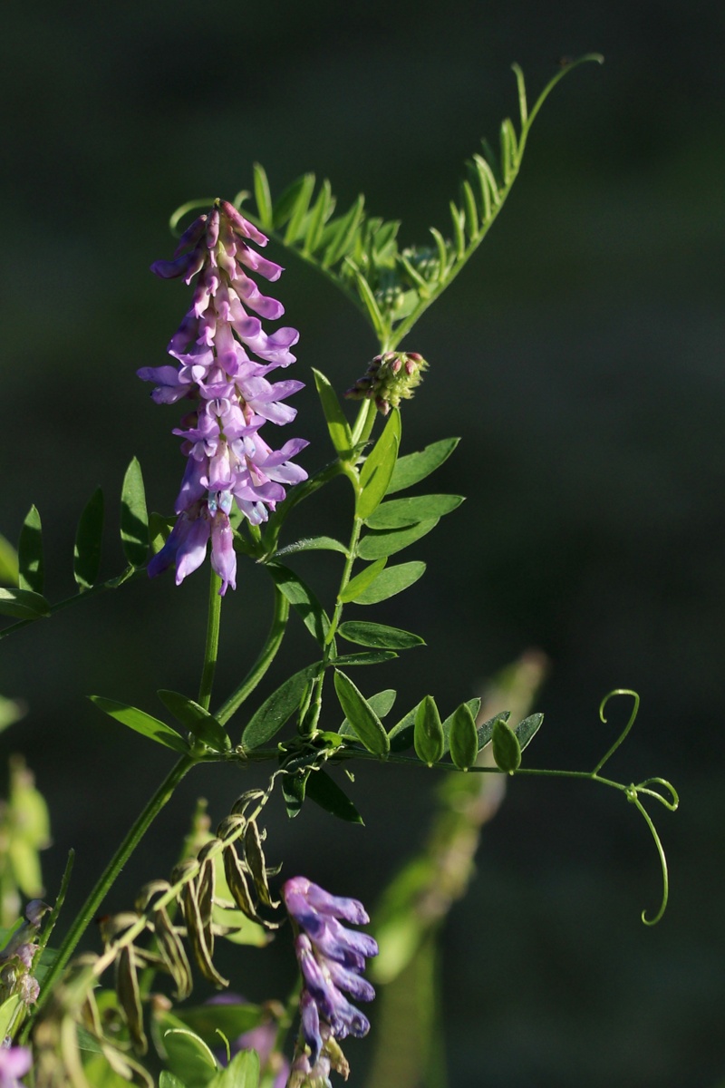 Изображение особи Vicia cracca.