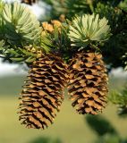 Picea ajanensis