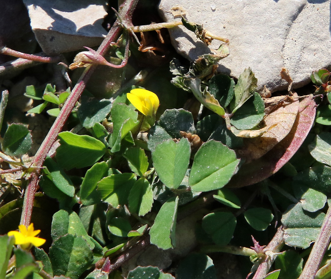 Image of Medicago orbicularis specimen.