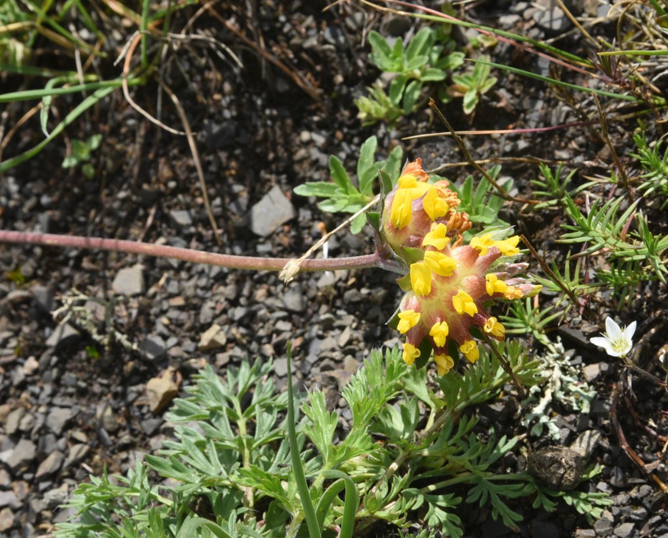 Изображение особи Anthyllis lachnophora.