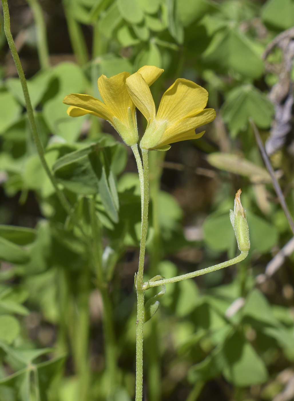 Image of Oxalis dillenii specimen.