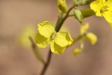 Смотреть изображение Erysimum canescens