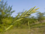 View full-size image Brachypodium rupestre