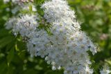 Смотреть изображение род Spiraea