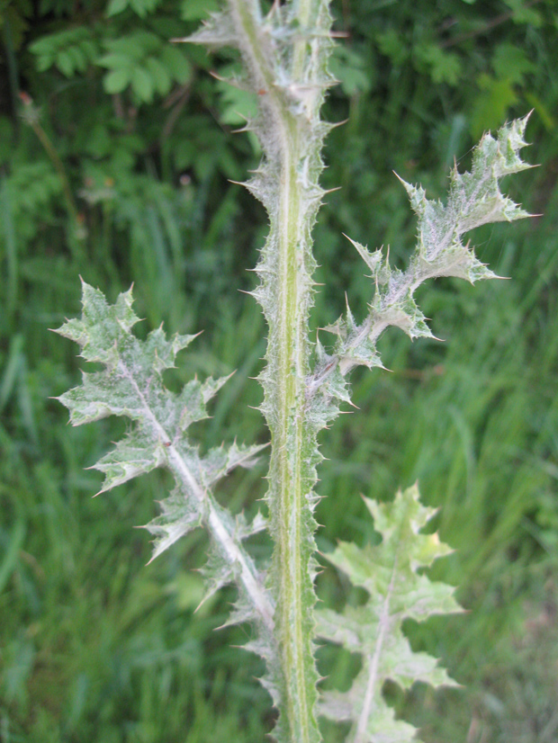 Image of Carduus arabicus specimen.