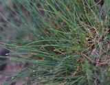 View full-size image unknown species