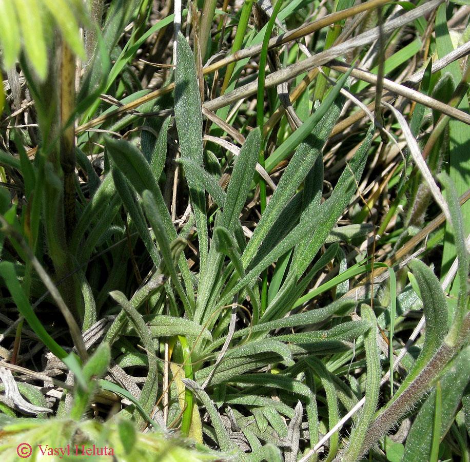 Image of Onosma taurica specimen.