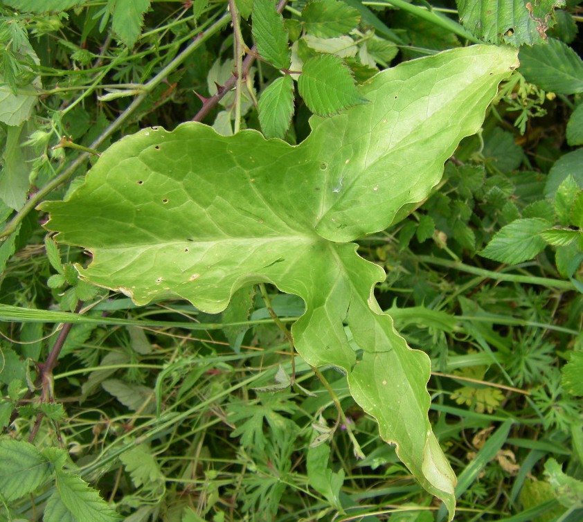 Image of genus Arum specimen.