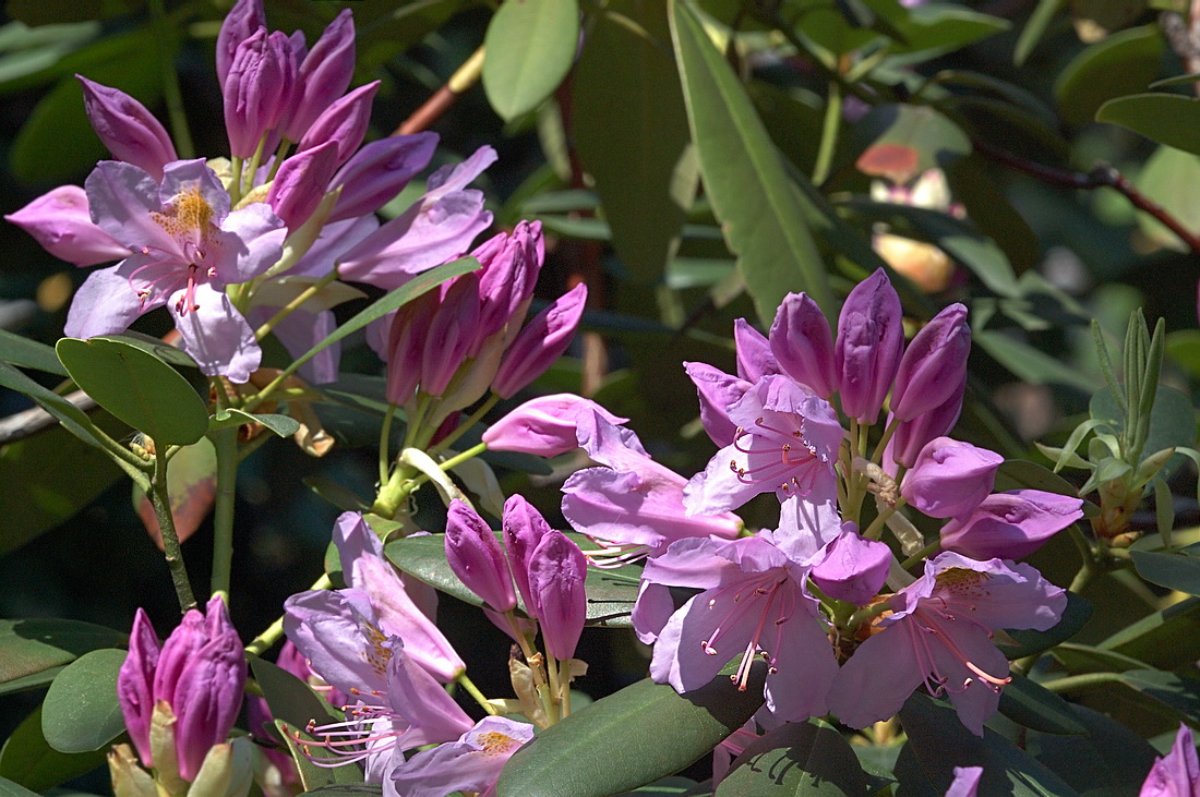 Изображение особи Rhododendron catawbiense.