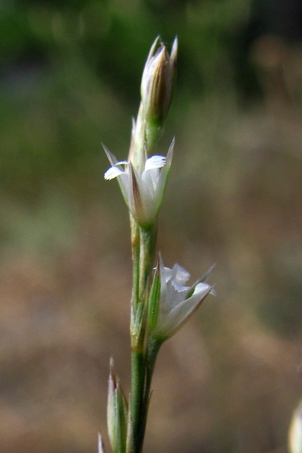 Image of Bufonia parviflora specimen.