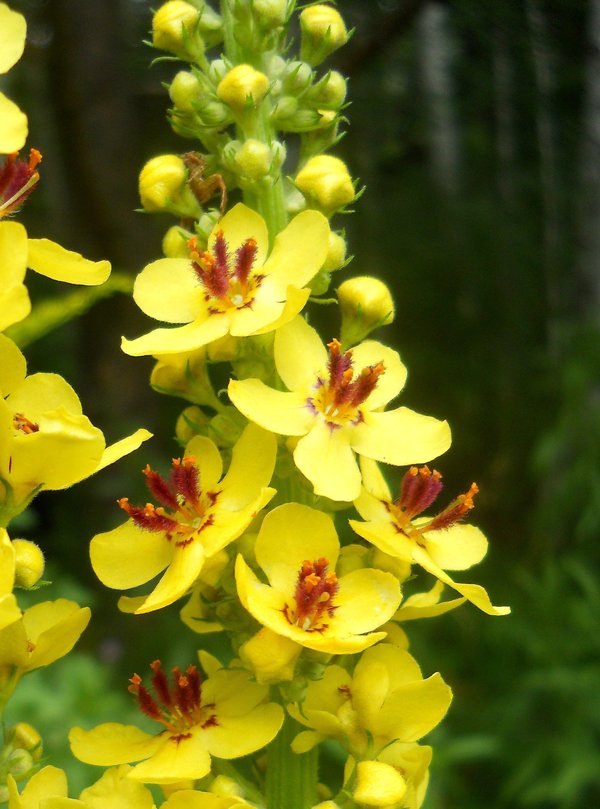 Изображение особи Verbascum nigrum.