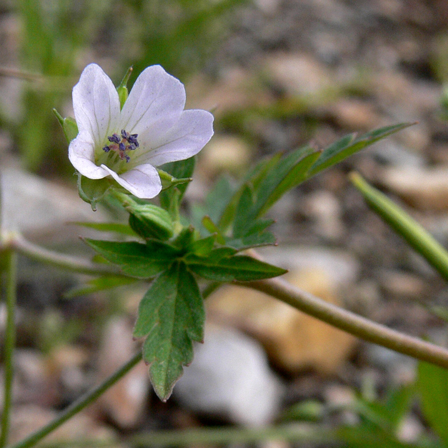 Изображение особи Geranium sibiricum.