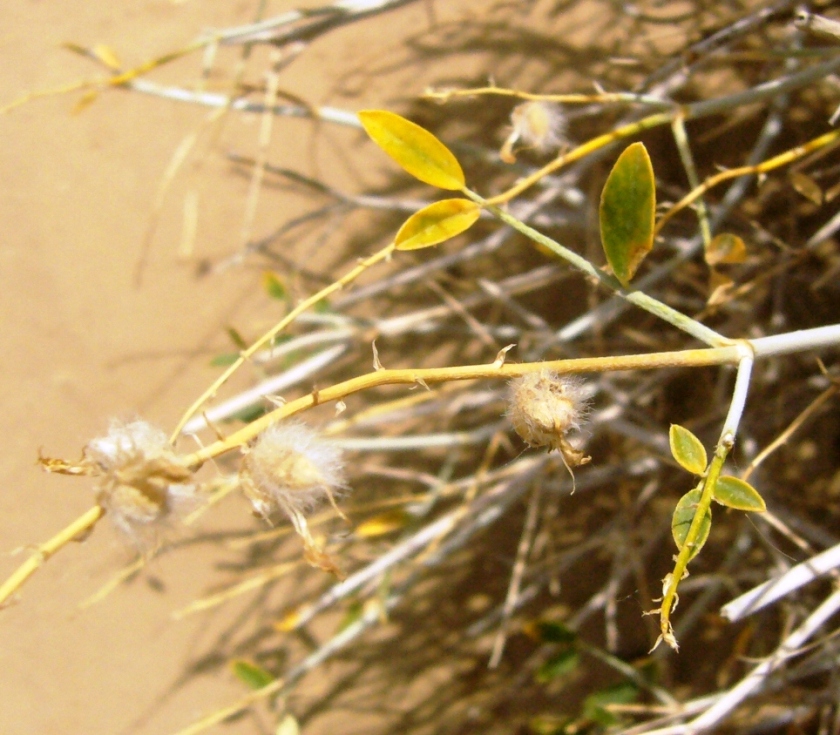 Image of Astragalus paucijugus specimen.