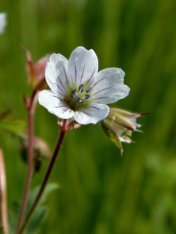 Image of Geranium krylovii specimen.