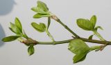 Euonymus fortunei. Часть ветки с молодыми листьями. Германия, г. Кемпен, в культуре. 14.04.2012.