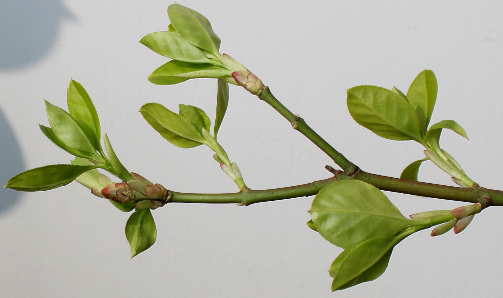 Image of Euonymus fortunei specimen.