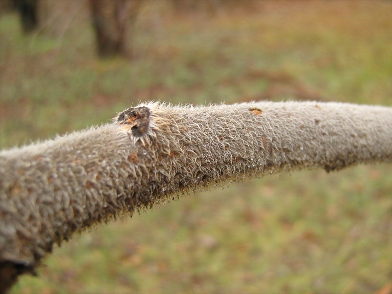 Image of Rhus typhina specimen.