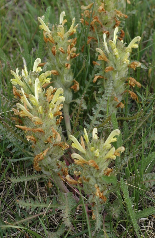 Изображение особи Pedicularis songarica.