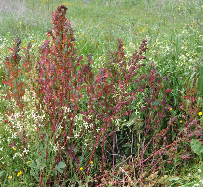 Изображение особи Chenopodium strictum.