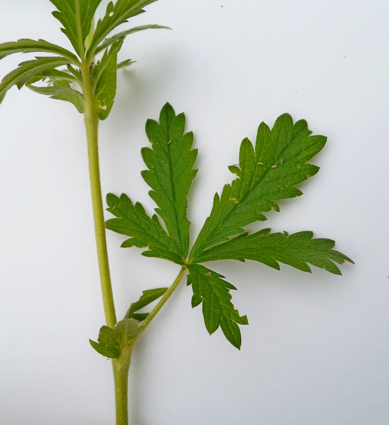 Image of Potentilla intermedia specimen.