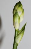 genus Hosta. Развивающееся соцветие. Германия, г. Кемпен, в парке. 27.06.2012.