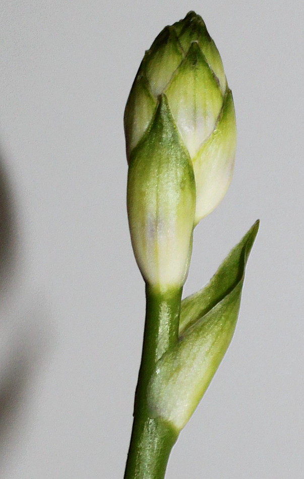 Image of genus Hosta specimen.