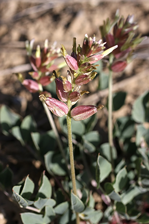 Изображение особи Astragalus megalomerus.