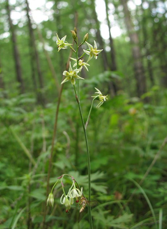 Image of Zigadenus sibiricus specimen.