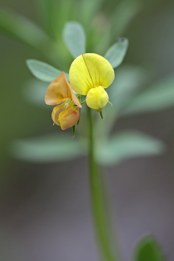 Image of Lotus sergievskiae specimen.