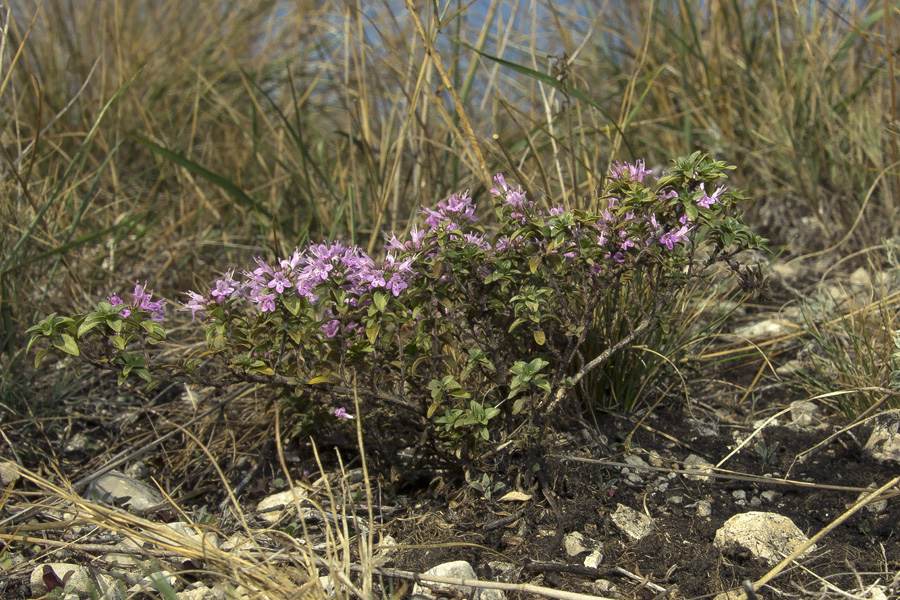 Изображение особи Thymus bashkiriensis.