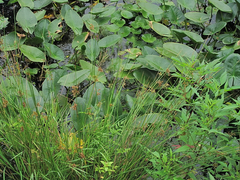 Image of genus Juncus specimen.