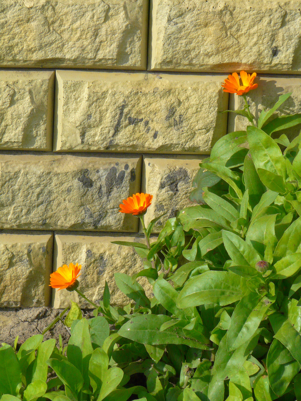 Image of Calendula officinalis specimen.