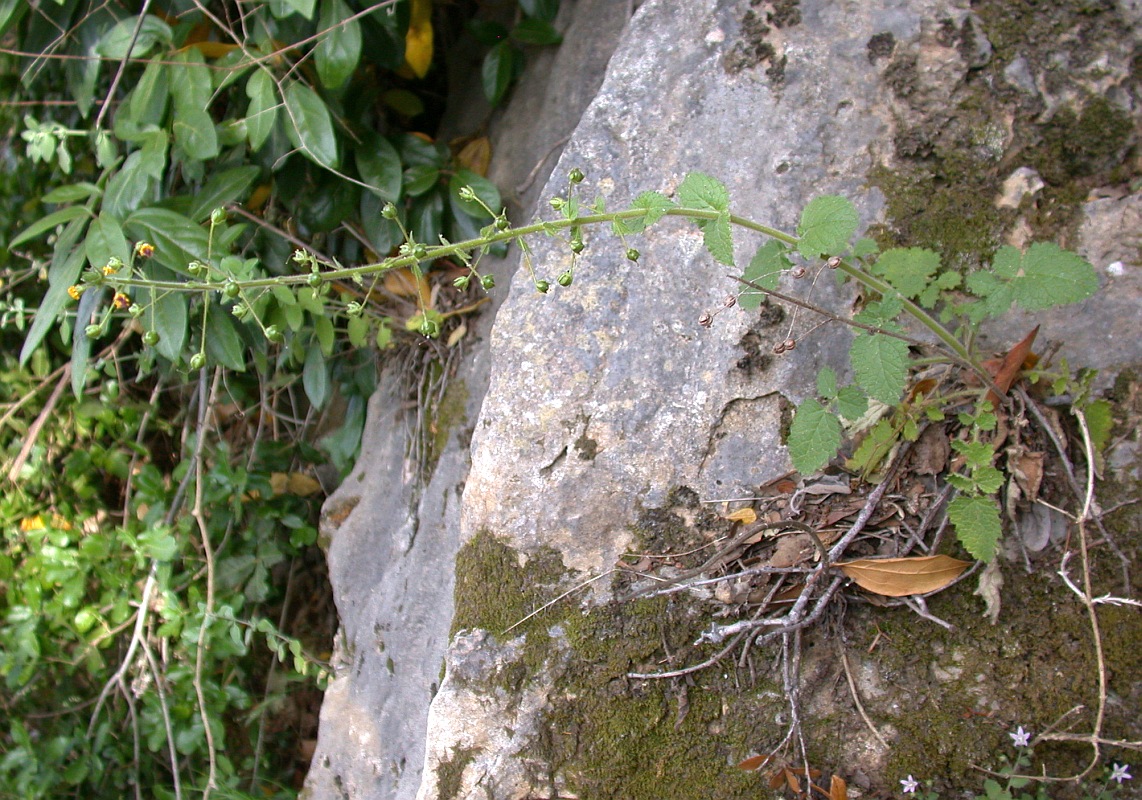 Image of Verbascum levanticum specimen.